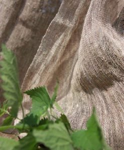 Voiles d'Ortie